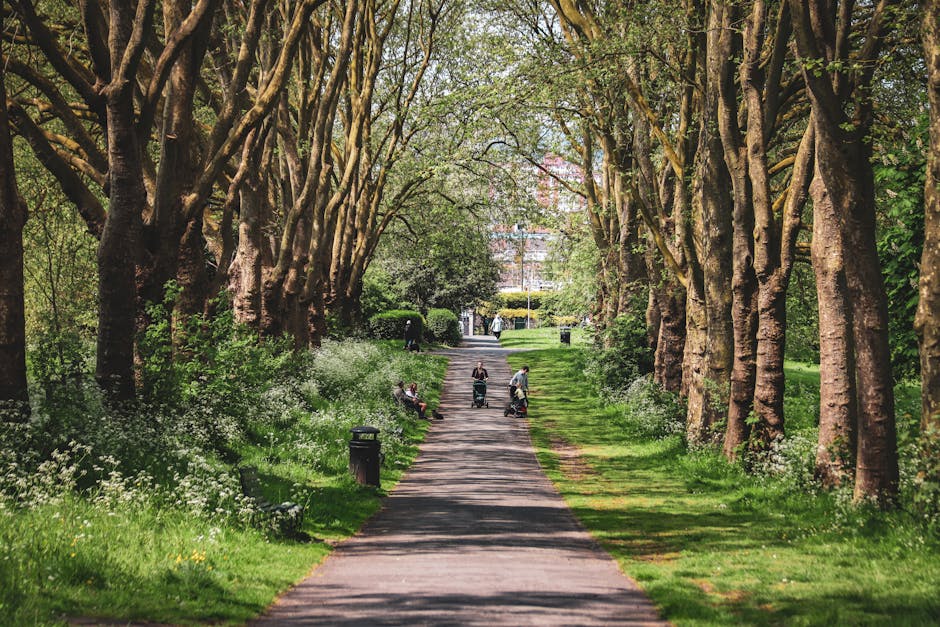 A tree-lined pathway in a park during daytime, with tall, mature trees on both sides forming a natural canopy overhead. The trees have thick trunks and branches with fresh green leaves, some showing early signs of blossom. The pathway is paved and bordered by lush grass and low flowering plants, including white wildflowers. Several benches and trash bins are positioned along the sides of the path, with a few people seated or walking. In the background, a van is partially visible, suggesting the involvement of a home relocation service. The scene is well-lit with natural sunlight, highlighting the greenery and casting soft shadows, indicative of a calm day ideal for moving logistics or furniture transport. The environment reflects a typical residential park area that could be utilized for short-term parking or loading during house removals, aligning with the services provided by Eltham Man and Van for home relocation and furniture transport around Avery Hill park to SE9.